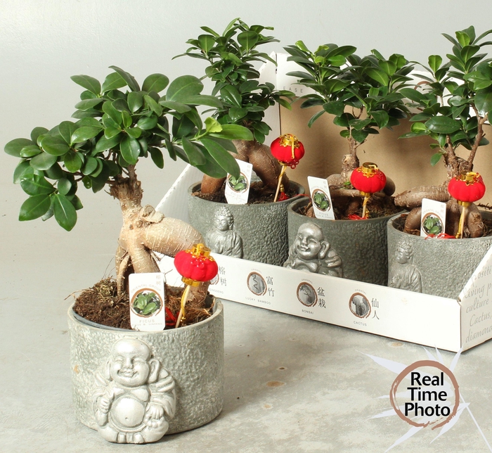 <h4>FIC MI GINSENG</h4>