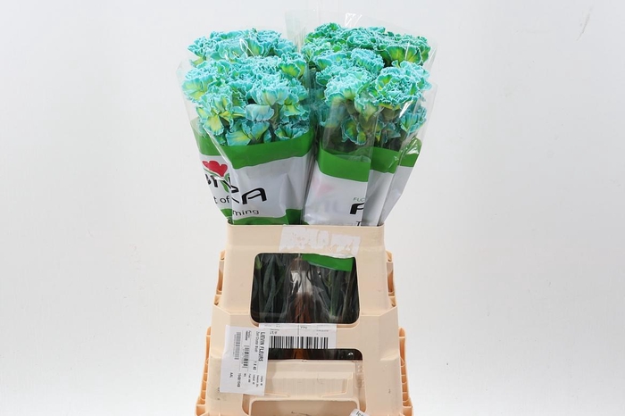 <h4>Di St Tinted DoubleMint</h4>