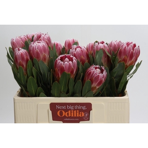 Protea Carnival