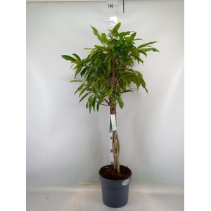 Ficus binn. 'Amstel King'