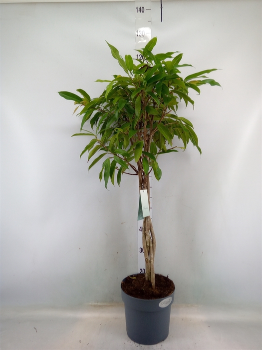 <h4>Ficus binn. 'Amstel King'</h4>