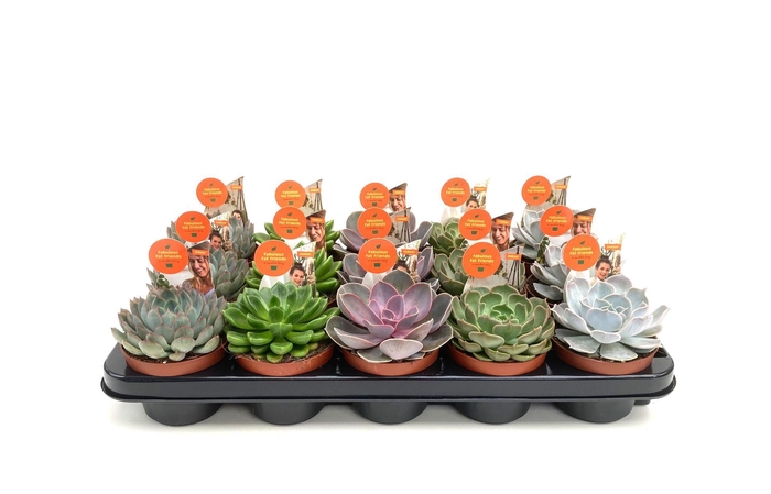 <h4>Echeveria gemengd</h4>