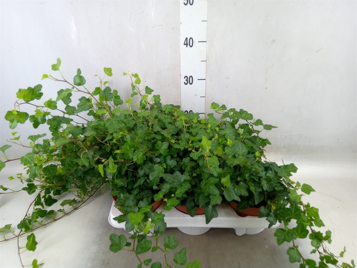 <h4>Hedera helix 'Wonder'</h4>