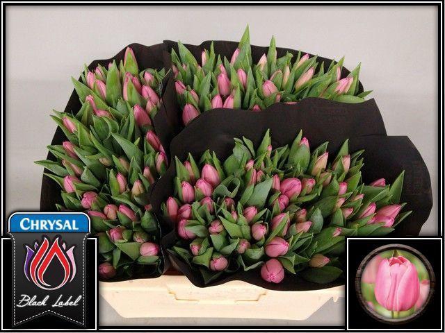 <h4>TU EN CHRISTM DREAM</h4>