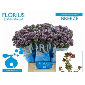 ORIG VULGARE GENTLE BREEZE