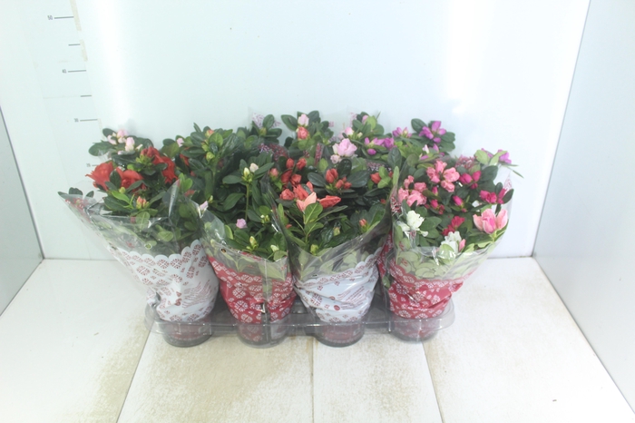 <h4>AZALEIA P14</h4>