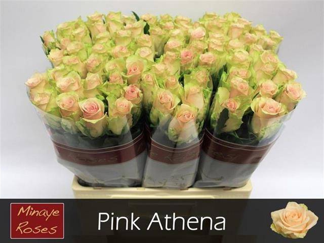 <h4>R Gr Pink Athena</h4>