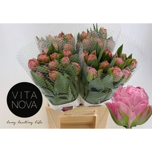 TU DU STRAWBER CREAM