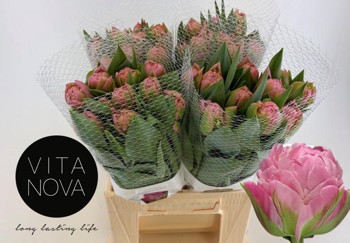 <h4>TU DU STRAWBER CREAM</h4>