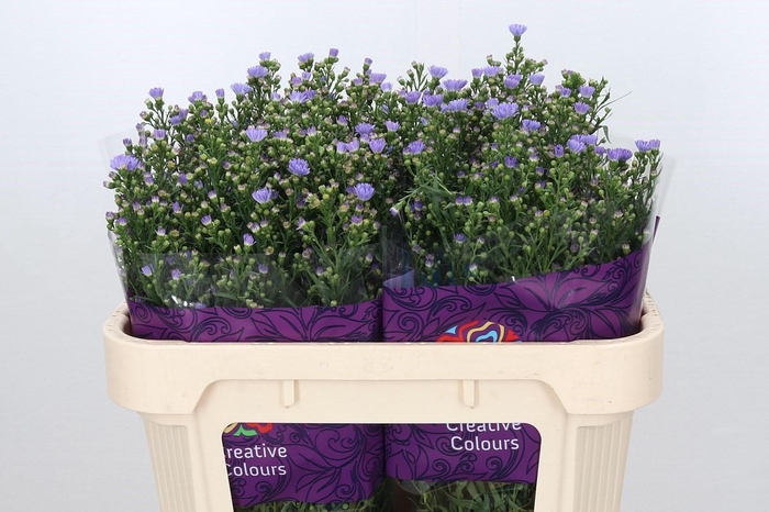 <h4>Aster Cassandra</h4>