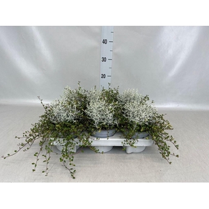 Leucophyta brownii