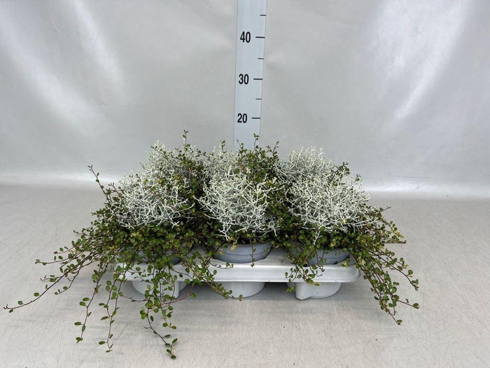 <h4>Leucophyta brownii</h4>