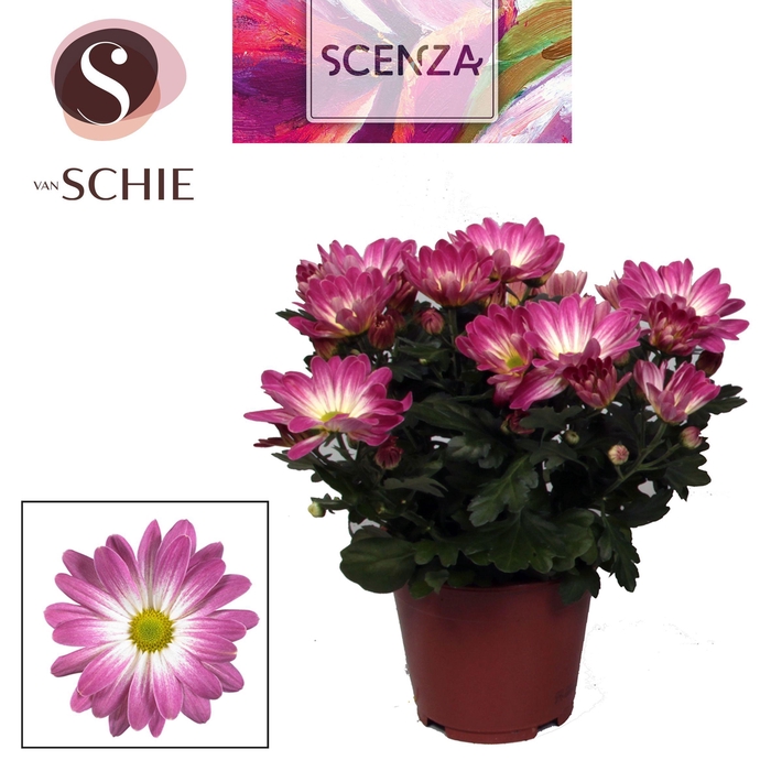 <h4>Chrysant Pink Secret</h4>