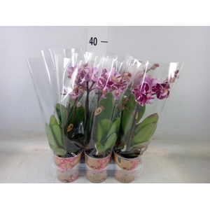 Phalaenopsis multi.   ...