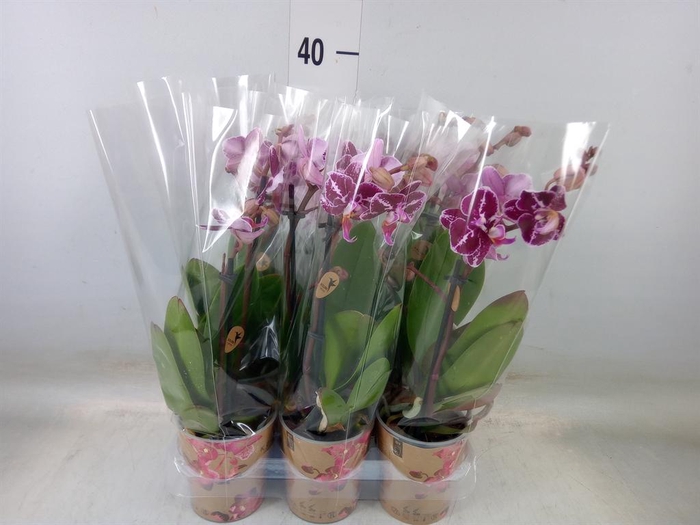 <h4>Phalaenopsis multi. ...</h4>