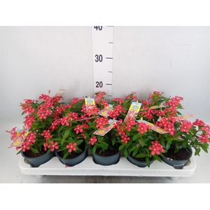 Catharanthus ros. 'Soiree Cerise E'