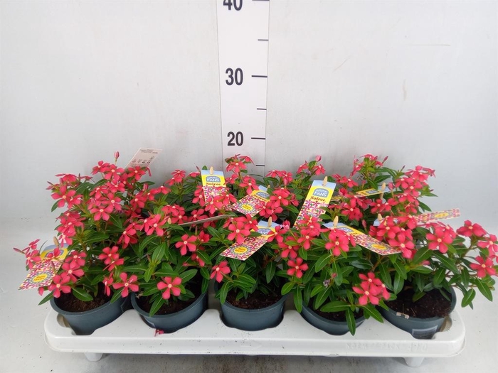 <h4>Catharanthus ros. 'Soiree Cerise E'</h4>