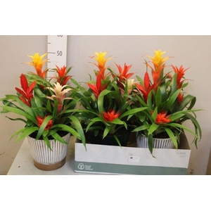 BROMELIA GEM