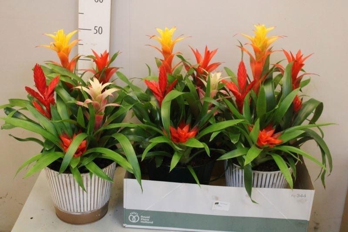 <h4>BROMELIA GEM</h4>