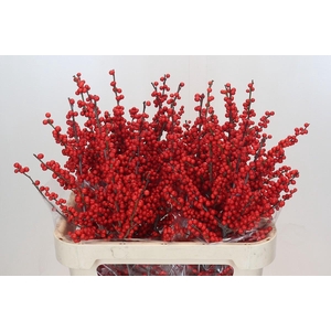 Ilex Rood