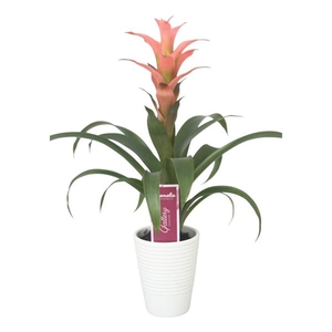 Guzmania Melissa in wit ribbel keramiek
