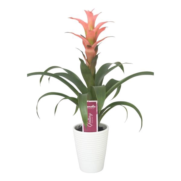 <h4>Guzmania Melissa in wit ribbel keramiek</h4>