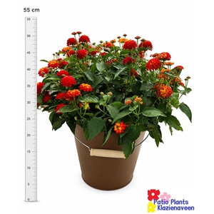 ARR TUINPLANTEN