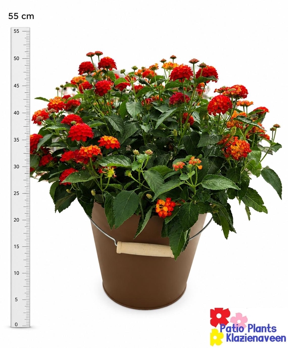 <h4>ARR TUINPLANTEN</h4>
