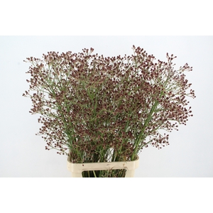 ERYN PAN MAG R THUND 110CM