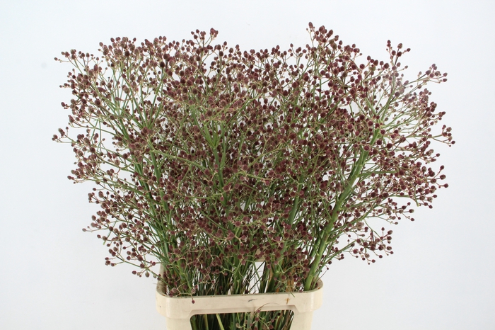 <h4>ERYN PAN MAG R THUND 110CM</h4>