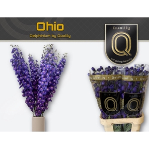 DELPH DU DELP OHIO