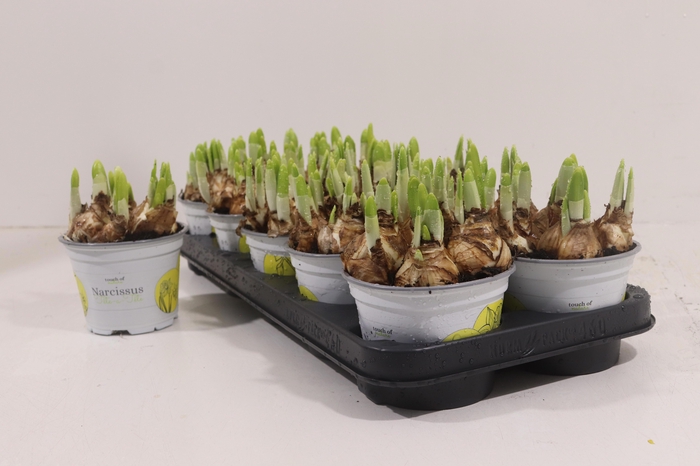 <h4>NARC O TETE A TETE</h4>