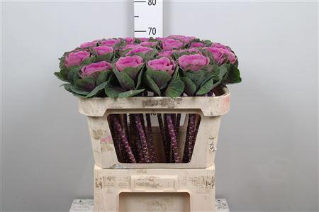 <h4>Brass Red Crane</h4>