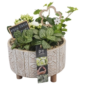 PTIB6435 Arrangementen kamerplanten
