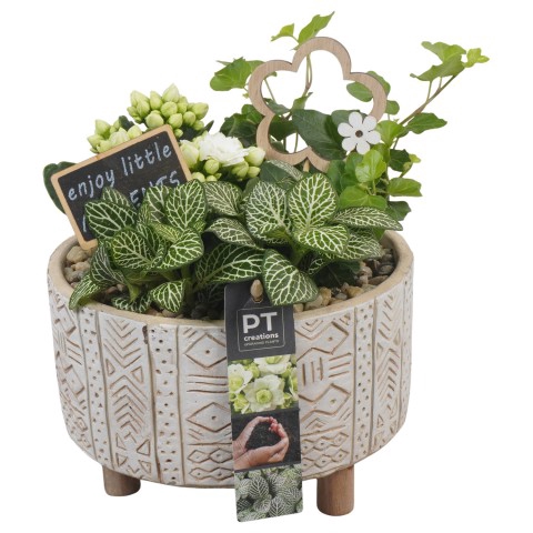 <h4>PTIB6435 Arrangementen kamerplanten</h4>