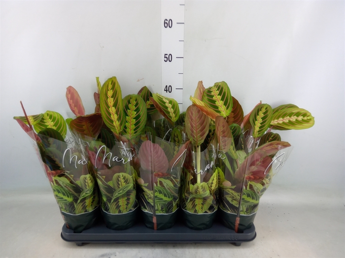 <h4>Maranta leuc. 'Fascinator'</h4>