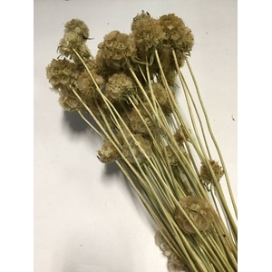 DRIED FLOWERS - SCABIOSA WILD NATURAL