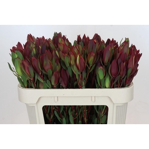 Leucadendron Senorita Spray