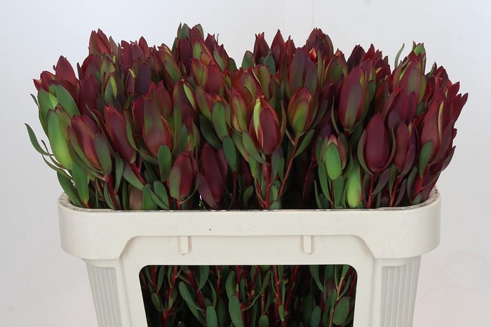 <h4>Leucadendron Senorita Spray</h4>