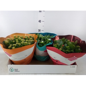 Kalanchoe blos.   ..mix 4