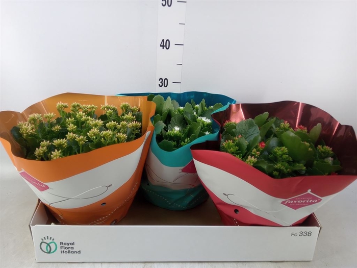 <h4>Kalanchoe blos.   ..mix 4</h4>