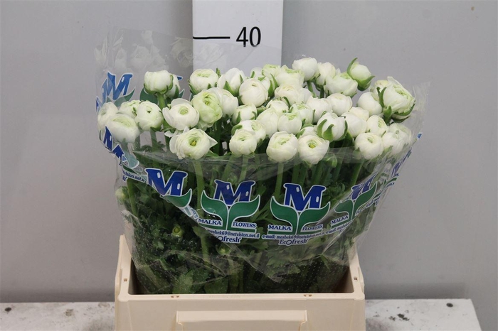 <h4>Ran El White</h4>