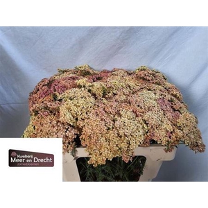 Achillea M Lachsschon