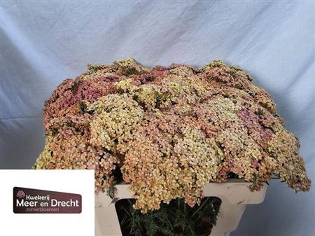 <h4>Achillea M Lachsschon</h4>