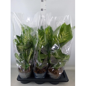 Dieffenbachia seg. 'Reeva'