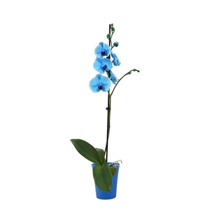 Linge Blue Phal I Am Blue 1T9+