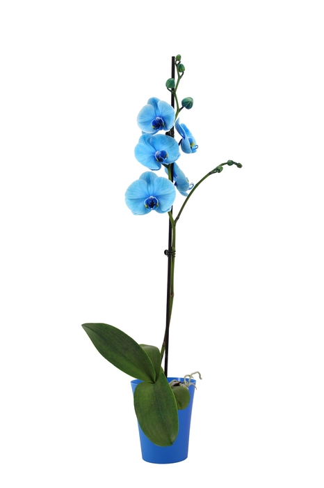<h4>Linge Blue Phal I Am Blue 1T9+</h4>