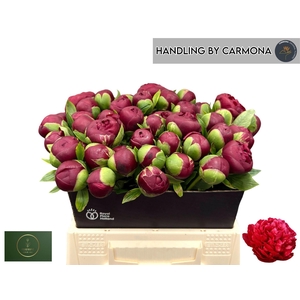 PAEONIA HENRY BOCKSTOCE PAEO HENRY