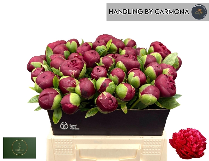 <h4>PAEONIA HENRY BOCKSTOCE PAEO HENRY</h4>