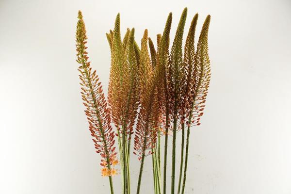 <h4>Eremurus Cleopatra</h4>
